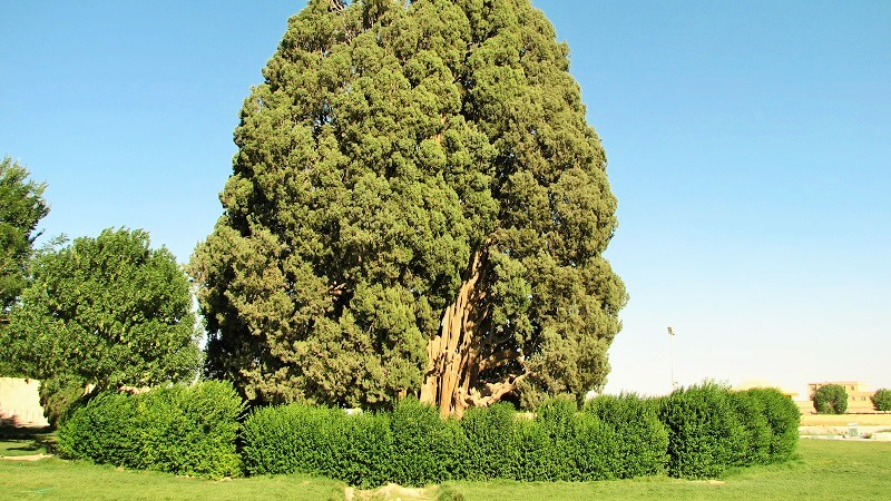 Cypress Tree of Abarkuh